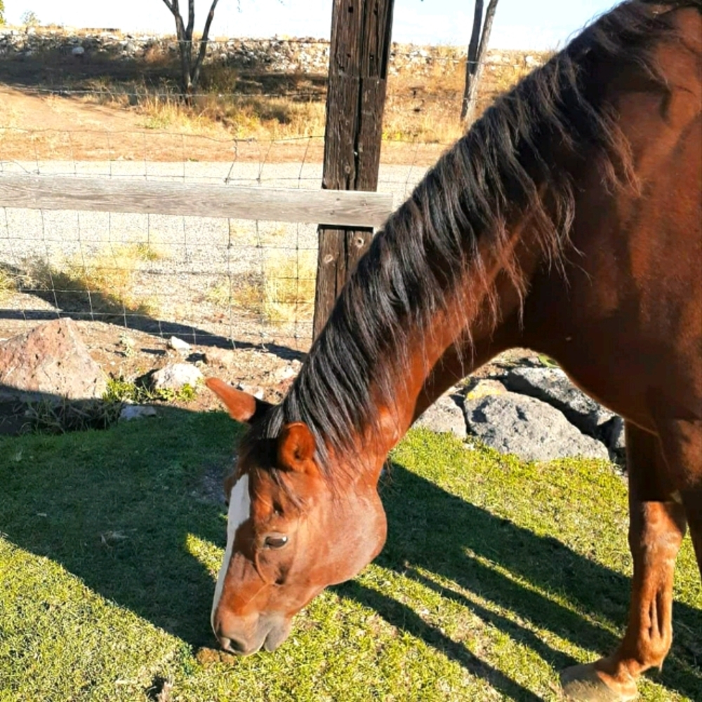 Looking for non expensive english tack!